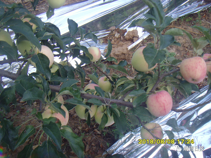 “金苹果”引来了“火凤凰”，产业企业积极参与